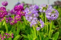 Violet and purple primula flowers Royalty Free Stock Photo