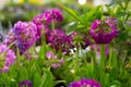 Violet and purple primula flowers Royalty Free Stock Photo
