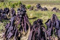 Violet purple salad agriculture farming