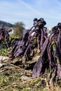 Violet purple salad agriculture farming