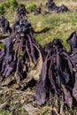 Violet purple salad agriculture farming