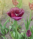 Violet purple tulip Black Jewel with crystalline fringed edges Black Jewel Royalty Free Stock Photo