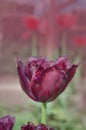 Violet purple tulip Black Jewel with crystalline fringed edges Black Jewel Royalty Free Stock Photo