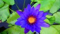 Violet purple water lily in pond Royalty Free Stock Photo