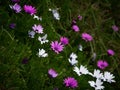 Violet purple and white Osteospermum dimorphotheca ecklonis flower plant with green shrub background in New Zealand Royalty Free Stock Photo