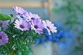 Violet Rain Daisy flowers in front of blurry background with pother plants