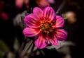 Violet red dahlia blossom with a wasp in bright sunshine on natural blurred background Royalty Free Stock Photo