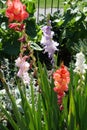 Violet, red, pink, white flowers of Gladiolus hortulanus Royalty Free Stock Photo