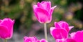 Violet-red tulips after the rain Royalty Free Stock Photo