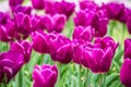 Violet-red tulips after the rain. Close-up Royalty Free Stock Photo