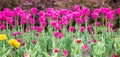 Violet-red tulips after the rain Royalty Free Stock Photo