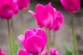 Violet-red tulips after the rain Royalty Free Stock Photo