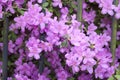 Violet rhododendron blossom