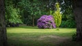 Violet rhododendron bush on a glade in the park, framed by old trees.