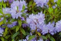 Violet rhododendron impeditum - close up Royalty Free Stock Photo