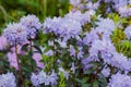 Violet rhododendron impeditum - close up Royalty Free Stock Photo