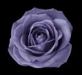 Violet rose on the black isolated background with clipping path. no shadows. Closeup. Royalty Free Stock Photo