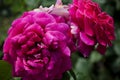 Violet rose bush. beautiful fresh roses in nature. pink tea roses bush in garden. summer Royalty Free Stock Photo