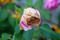 Violet rose with fully closed thick petals starting to wither and fall off with dark green leaves background