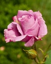 Violet rose on green grass background