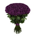 Violet rose. Isolated large bouquet of 101 rose on white Royalty Free Stock Photo