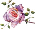 Violet rose , watercolor, handmade