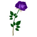 Violet rose on a white background.