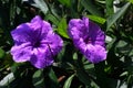 The Violet Ruellia Flower