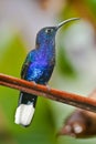 Violet Sabrewing Royalty Free Stock Photo