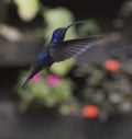 Violet Sabrewing Campylopterus hemileucurus Royalty Free Stock Photo