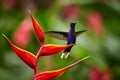 Violet Sabrewing Campylopterus hemileucurus, perched on red heliconia flower with outstretched wings. Royalty Free Stock Photo