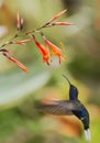 Violet Sabrewing hovering next to range flower, Costa Rica Royalty Free Stock Photo