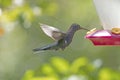 Violet Sabrewing Hummingbird in Flight Royalty Free Stock Photo