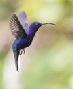 Violet Sabrewing Male Royalty Free Stock Photo