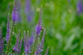 violet sage flowers