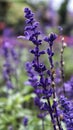 Violet Salvia Divinorum or Sage Of The Diviners flower detail close up at the garden