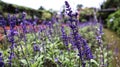 Violet Salvia Divinorum or Sage Of The Diviners flower detail close up at the garden