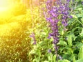 Violet Salvia sclarea flower in the garden under soft sunlight.