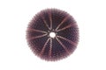 Violet sea urchin (echinoderm) on white background