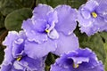 Violet Senpolia Blue Blood