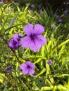 Violet single flower in garden Royalty Free Stock Photo