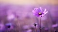 violet single purple flower Royalty Free Stock Photo