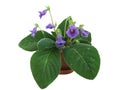 Violet sinningia Royalty Free Stock Photo