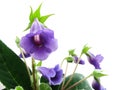 Violet sinningia Royalty Free Stock Photo