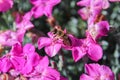 Violet small flower with drop of water and bee