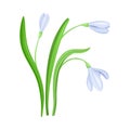 Violet Snowdrop Flower or Blossom on Stalk or Stem with Linear Leaves Vector Illustration