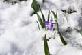 Violet snowdrop flower growig in the snow on sunny day in early spring. Tender spring backdrop for your design. Top view. Place