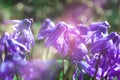 Violet snowdrop flowers in warm evening sunset light of spring garden. Sun beams with bokeh. Tender spring backdrop for Royalty Free Stock Photo