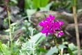 Violet Spathoglottis plicata orchid in the park, Purple orchids Royalty Free Stock Photo