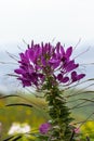 Violet Spider flower - Cleome hassleriana in the garden Royalty Free Stock Photo